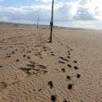 Footsteps in the sand, Pilgrim's Way to Holy Island (Lindisfarne)