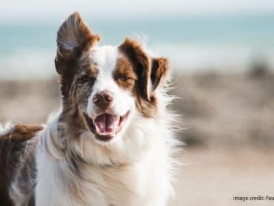 Dog on the beach re Dog-friendly accommodation on Holy Island