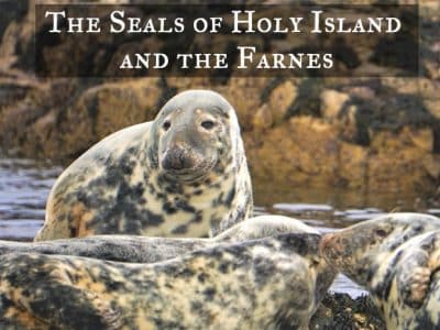 Grey Seals on Holy Island and the Farnes